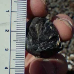 66-Million-Year-Old Fossilized Dung Holds the Missing Link to Why Birds Survived the Dinosaur Apocalypse