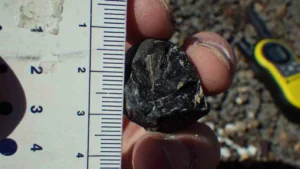 66-Million-Year-Old Fossilized Dung Holds the Missing Link to Why Birds Survived the Dinosaur Apocalypse