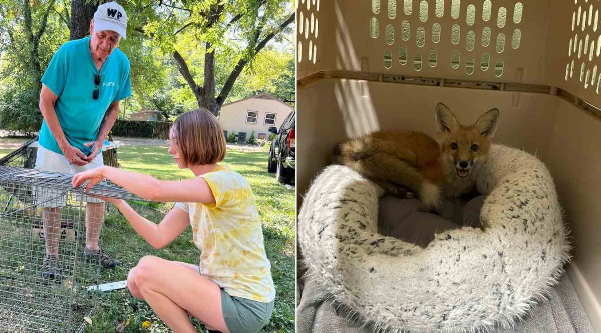 Hitting All the Right Notes: Nashville Songwriter Jerry Vandiver Trades Guitar Strings for Fox Rescue