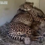 A Rare Glimpse Into the Den: Smithsonian Welcomes Five Cheetah Cubs as Conservationists Leverage Live-Stream Technology