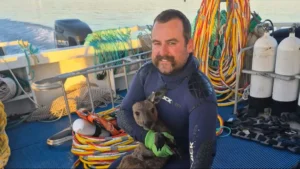 An Unlikely Mariner: Scuba Crew Rescues Exhausted Juvenile Kangaroo Over a Mile Out to Sea in South Australia