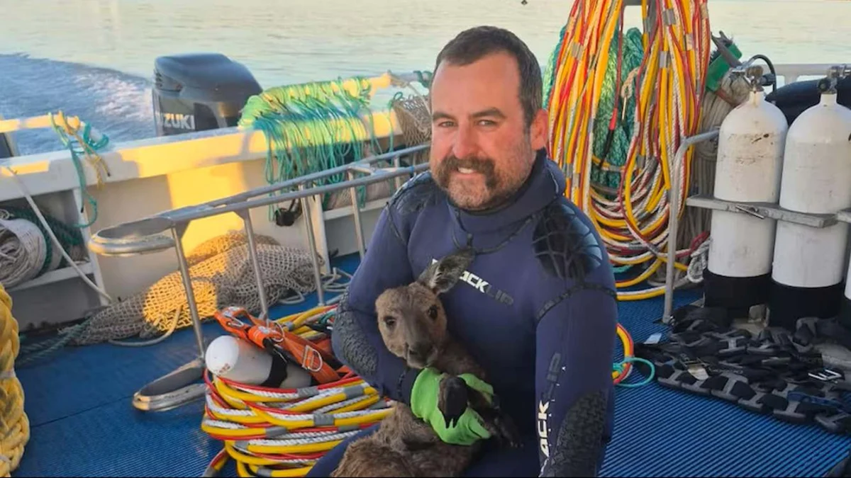 An Unlikely Mariner: Scuba Crew Rescues Exhausted Juvenile Kangaroo Over a Mile Out to Sea in South Australia