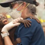 Lifeline in the Smoke: Dedicated Conservationists Rescue 53 Orangutans Amid Devastating Borneo Wildfires